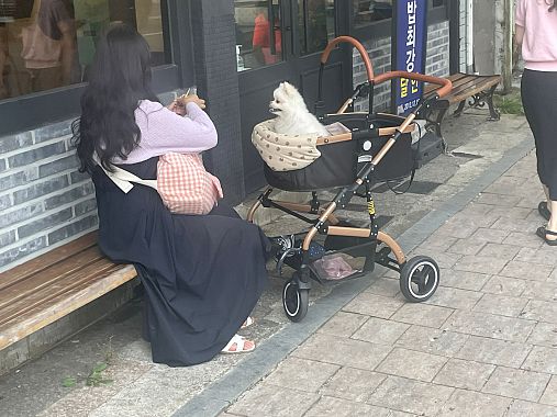 Cane in carrozzina a Pusan, Corea del Sud - foto Blue Lama