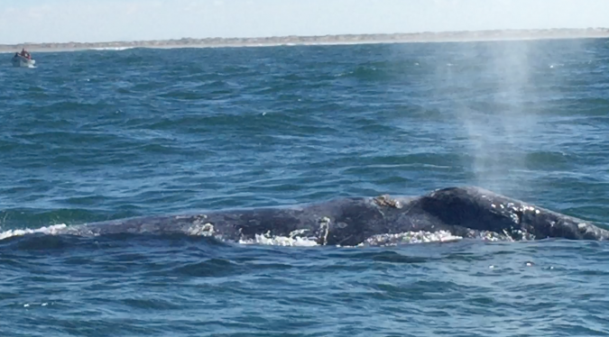 Una balena grigia nella baia di Guerrero Negro - foto di Blue Lama