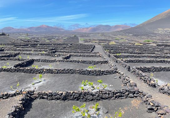 Vigneti a Lanzarote - foto Blue Lama